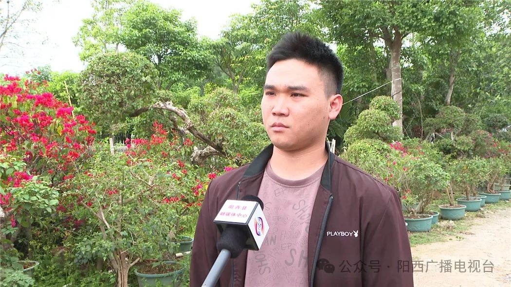 阳西县苗木市场为何如此火爆？揭秘今年植树节的绿色热潮  第6张