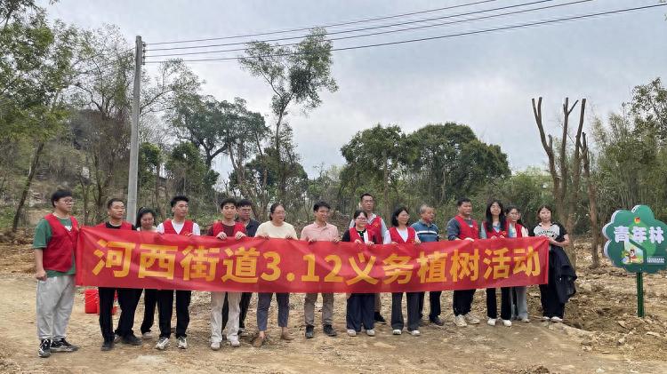 植树节新气象！河西街道50株香樟树如何为绿美河西增添新绿？