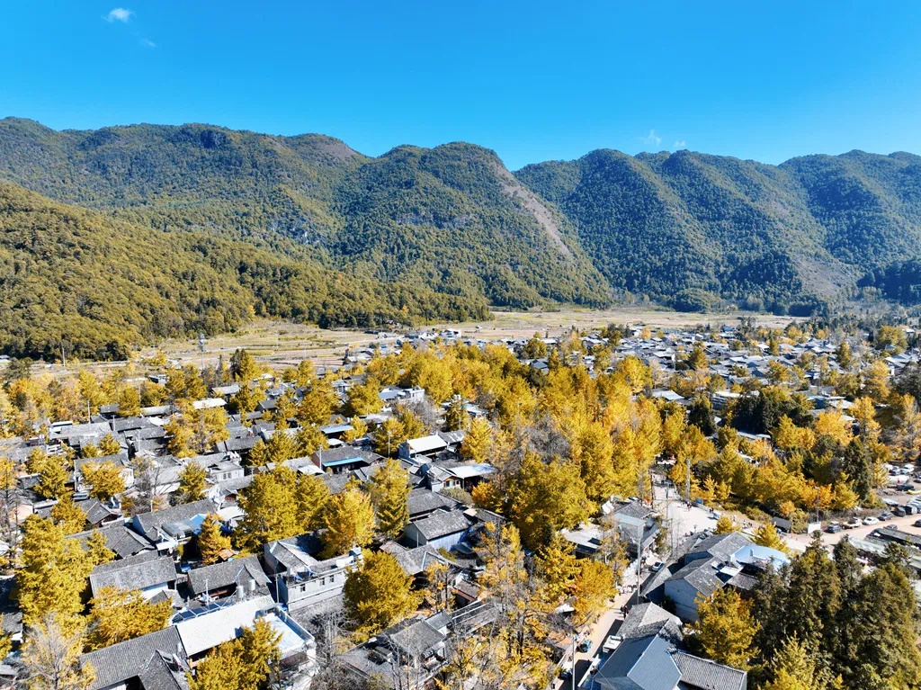 你想不想在金色海洋中漫步？固东镇的银杏仙境等你来探索  第2张