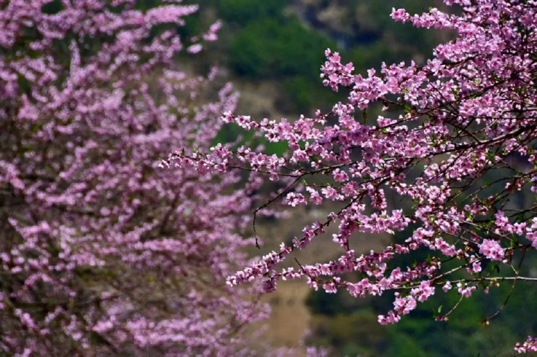 探秘丙中洛：桃花岛与雾里村，春天最美的画卷你见过吗？