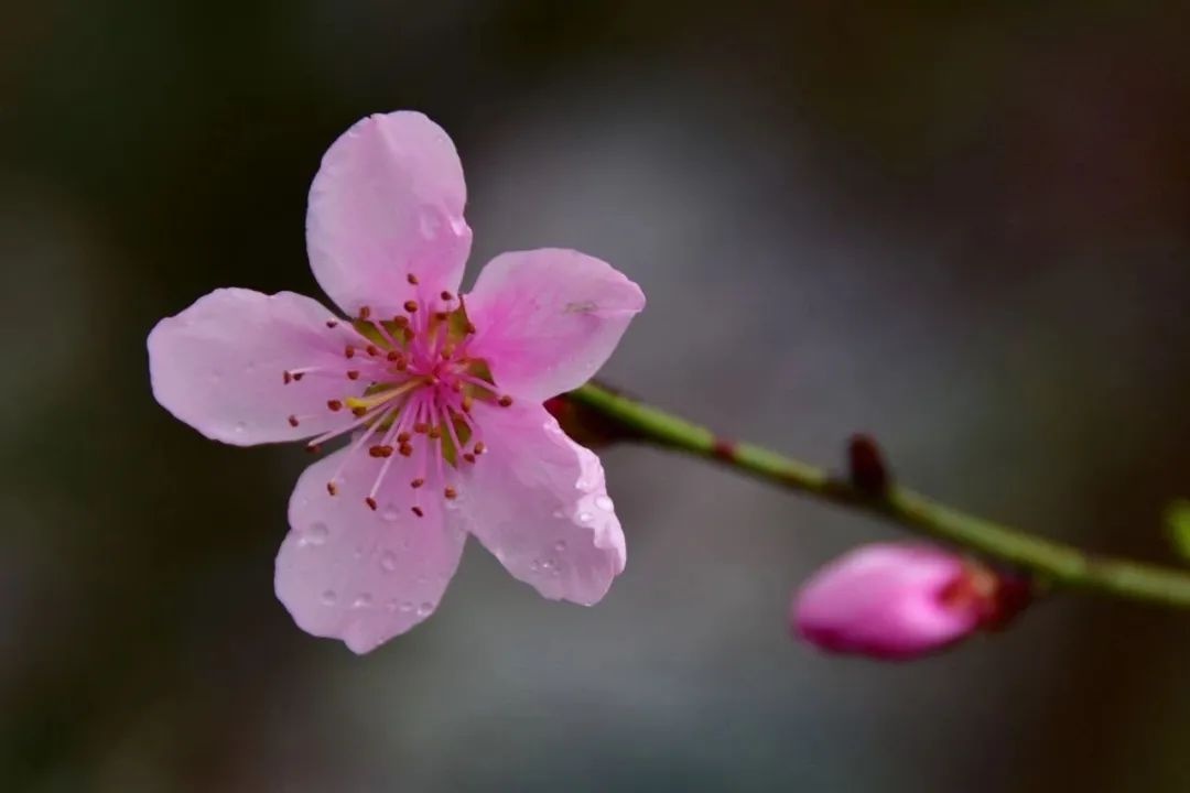 探秘丙中洛:桃花岛与雾里村,春天最美的画卷你见过吗? 第5张 探秘丙中洛:桃花岛与雾里村,春天最美的画卷你见过吗? 第5张