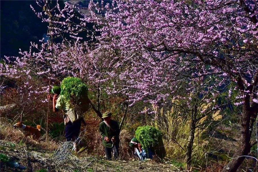 探秘丙中洛:桃花岛与雾里村,春天最美的画卷你见过吗? 第7张 探秘丙中洛:桃花岛与雾里村,春天最美的画卷你见过吗? 第7张
