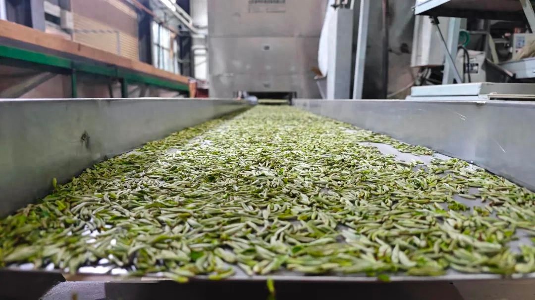 茶叶生产革命！半自动机器如何让春茶更清香扑鼻？