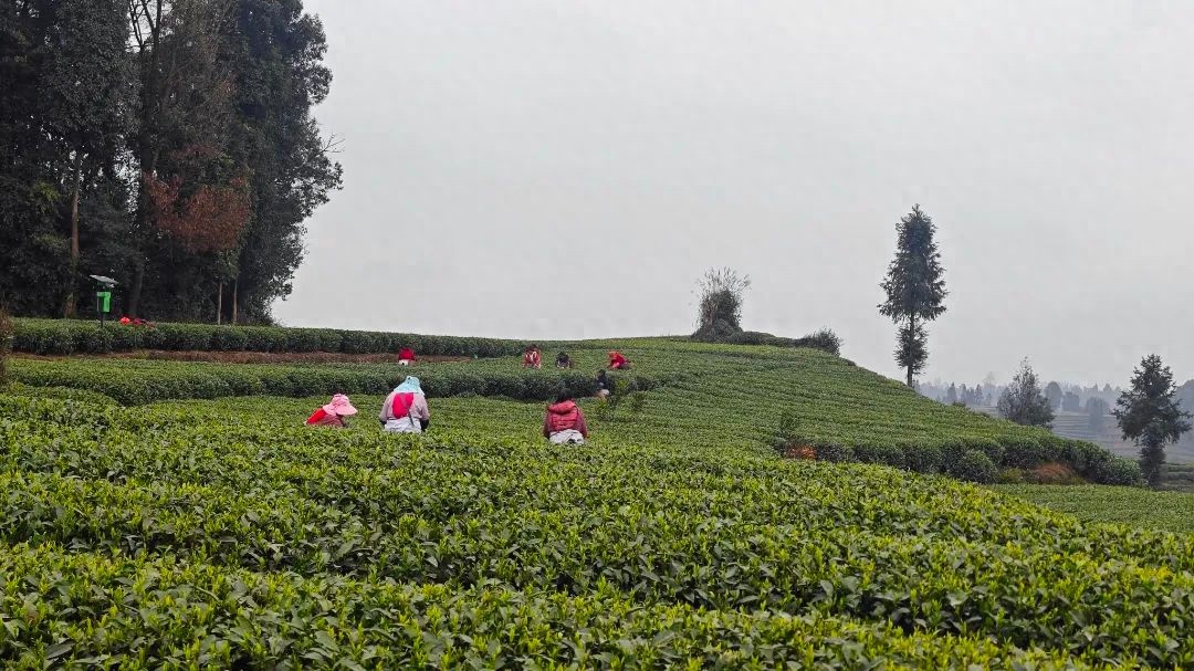 春茶采摘季，茶农们为何从早忙到晚？揭秘茶叶背后的辛勤与收获  第1张