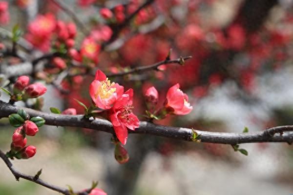 汶川春色如画，岷江河畔的柳枝与花朵争艳，你还不来感受吗？  第1张
