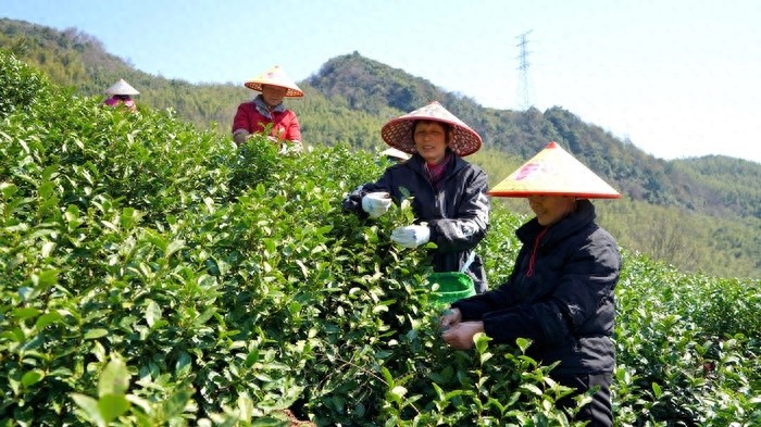 头口鲜春茶来袭！你准备好迎接这杯来自板桥镇的美味了吗？