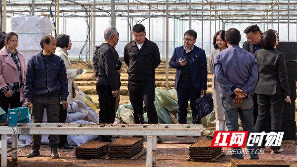 科技赋能乡村振兴！如何通过智能催芽和鸭稻共生提升农业效率？