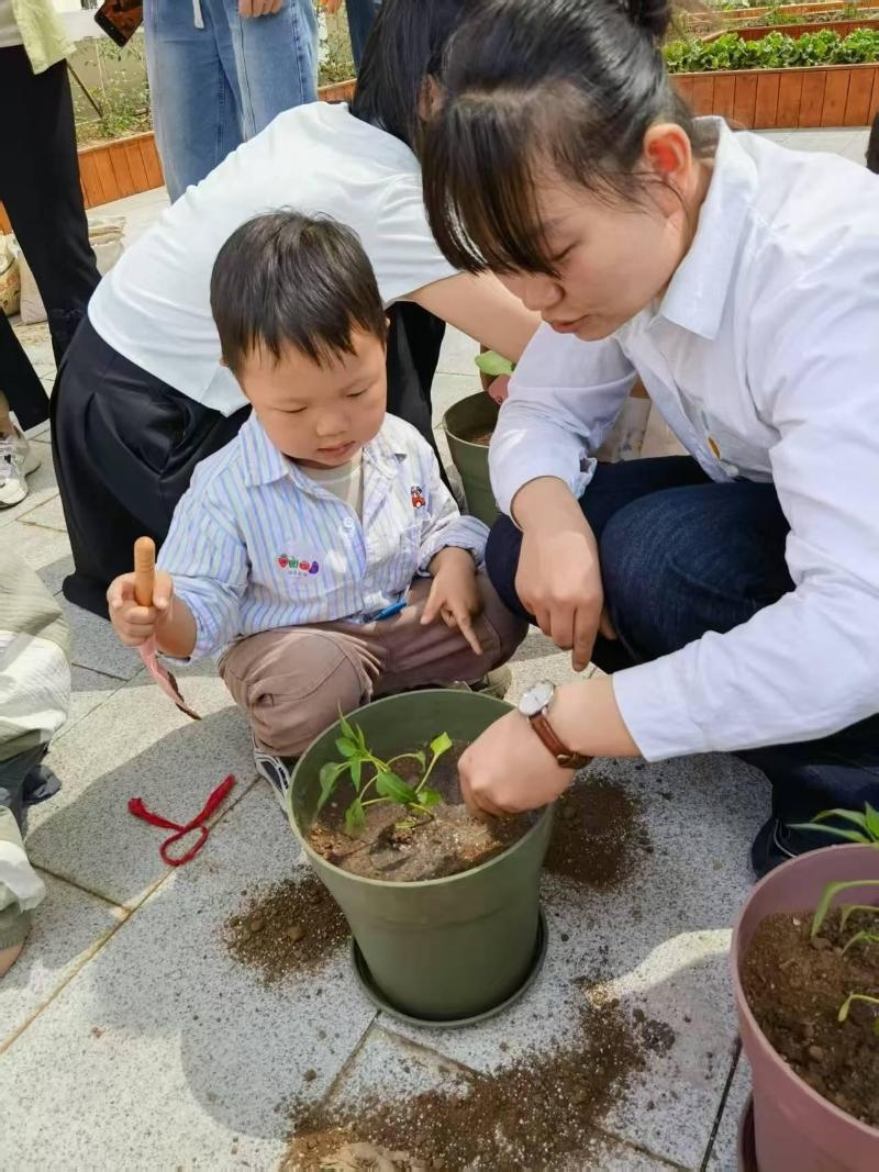 小小露台竟暗藏低碳玄机？亲子家庭体验农耕乐趣，揭秘社区低碳农场  第3张