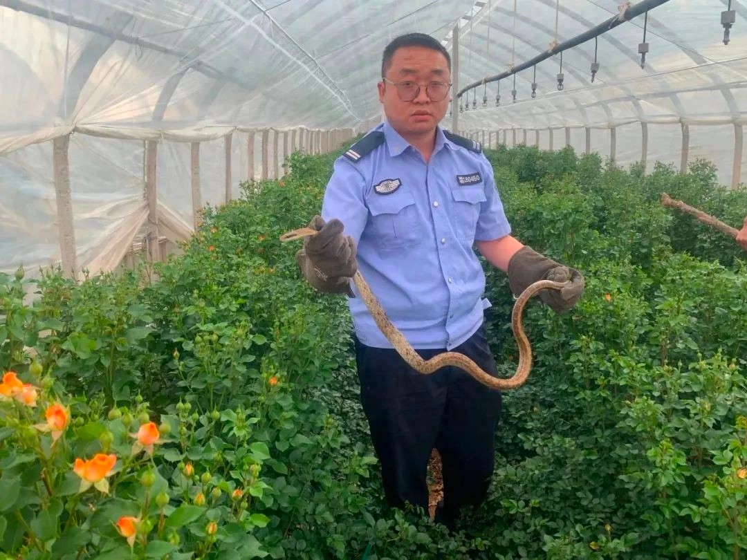 1.5米长菜花蛇惊现玫瑰花棚！胆小者慎入，你敢看吗？