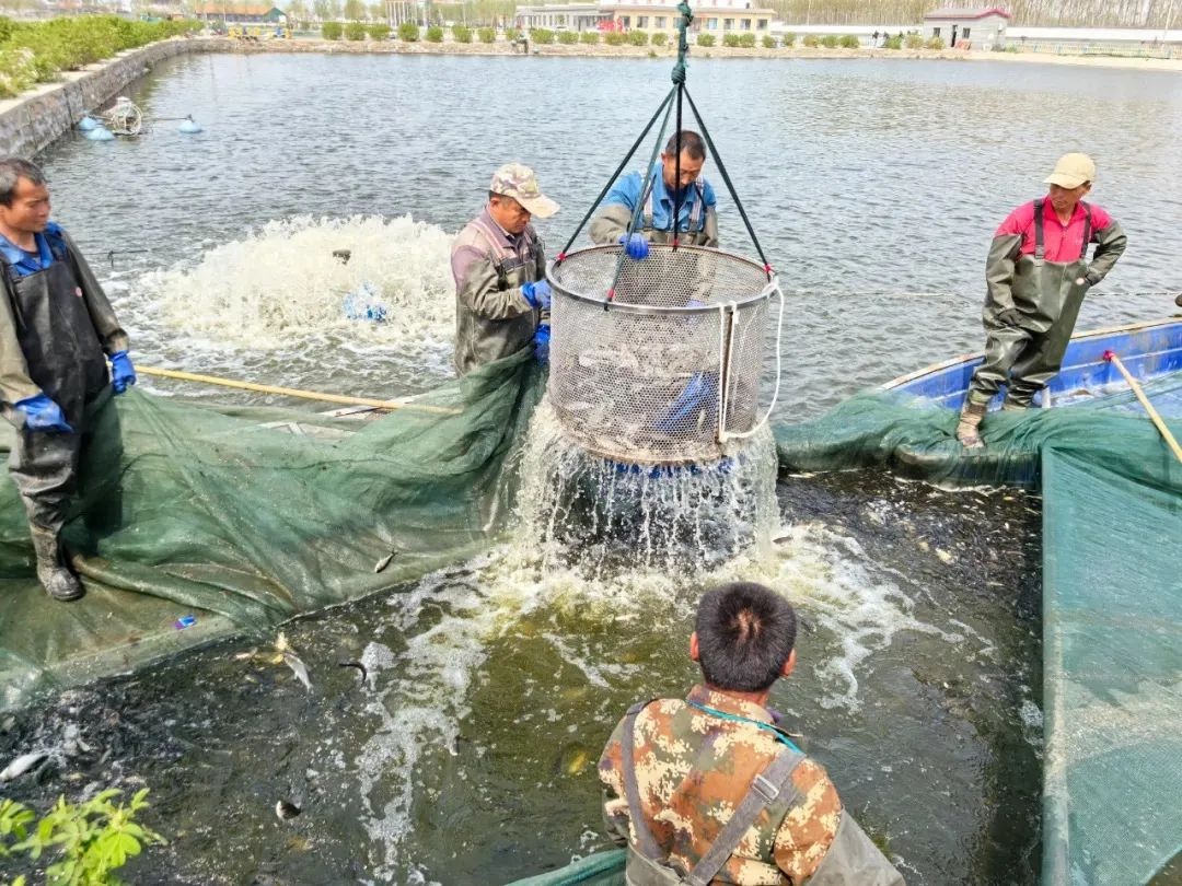 东平湖清晨惊现壮观一幕！数万尾鱼苗倾泻而下，你见过这样的放流盛况吗？  第5张