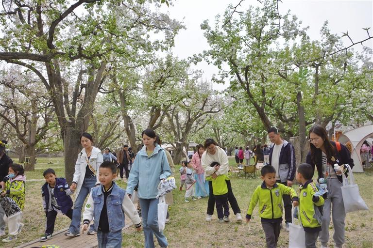万亩梨花盛放！什川的春天为何让兰州人如此痴迷？  第3张