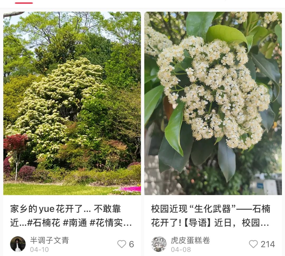 为什么石楠花这么难闻？网友直呼：春天的定时炸弹