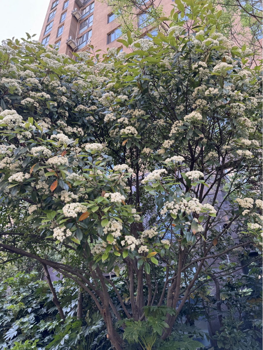 为什么石楠花这么难闻？网友直呼：春天的定时炸弹  第3张