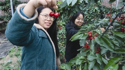 天津武清漫森活农场车厘子大丰收！你尝过这12种甜蜜滋味了吗？  第1张