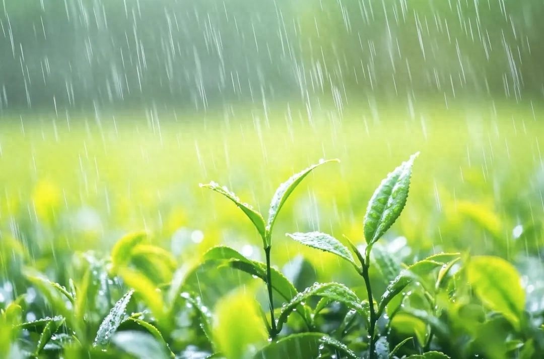 谷雨时节，春雨润物！但你知道这些安全隐患正悄悄逼近吗？  第1张