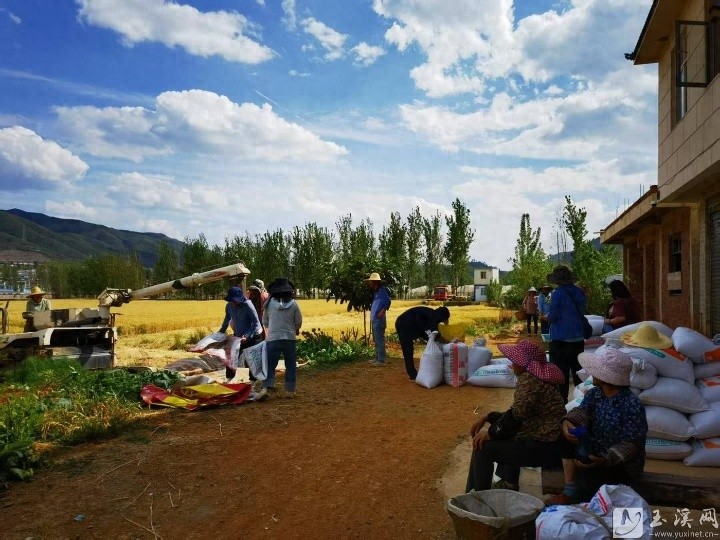西南麦区旱地小麦单产记录被刷新！云麦114亩产708.1公斤是如何做到的？