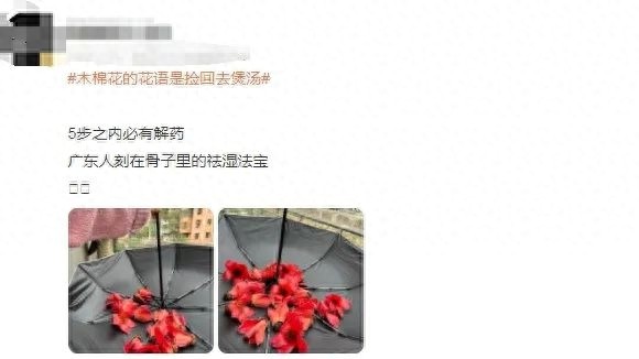 木棉花竟能祛湿解毒？专家警告：路边捡拾暗藏风险