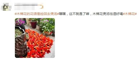 木棉花竟能祛湿解毒？专家警告：路边捡拾暗藏风险  第2张