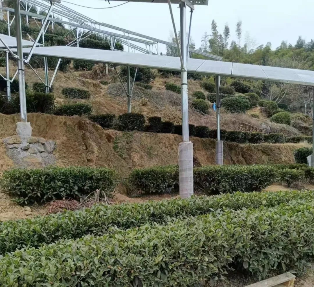 茶光互补新模式！松溪县如何让茶园与光伏发电完美结合？  第4张