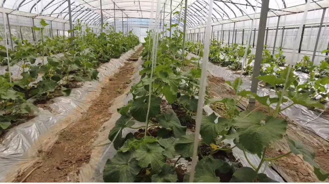 草莓季结束，桃梨未上市，句容竟有这等美味地产瓜？快抢  第2张