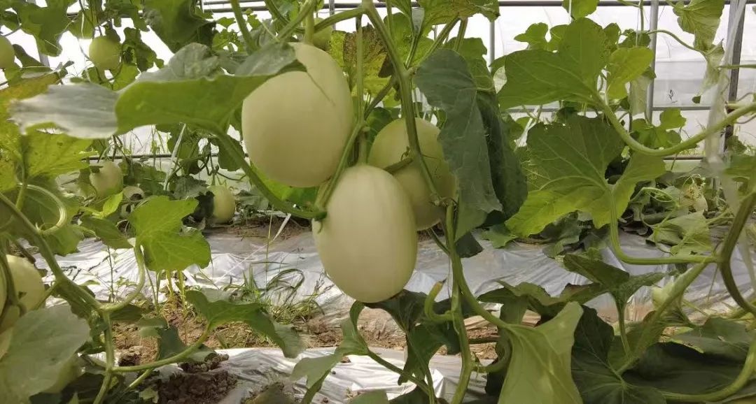 草莓季结束，桃梨未上市，句容竟有这等美味地产瓜？快抢  第4张