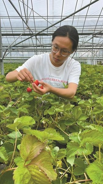 农二代斯双双放弃读研返乡种草莓！背后原因究竟为何？