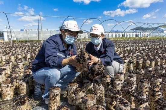 吉林省科技小院总数达168家！农业科技服务有何新突破？  第2张
