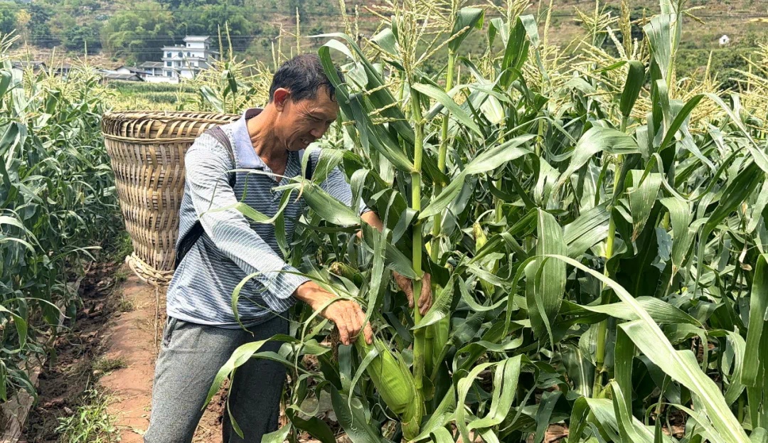 兴泉镇鲜食玉米丰收啦！饱满紧实口感佳，你尝过吗？  第2张