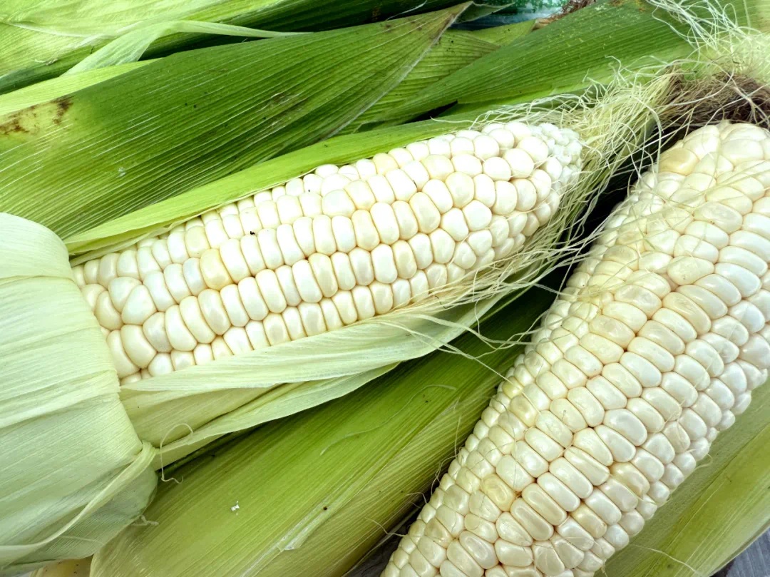 兴泉镇鲜食玉米丰收啦！饱满紧实口感佳，你尝过吗？  第4张