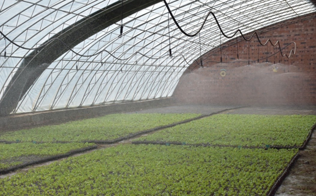 初入夏天走进达茂旗住建局温室大棚！21万株花卉幼苗咋养护的？