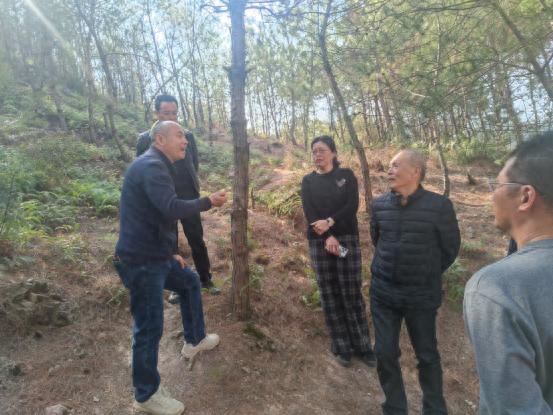 松材线虫病肆虐，南城县如何用科技创新守护生态脆弱区？专家揭秘乔灌立体栽培技术  第1张
