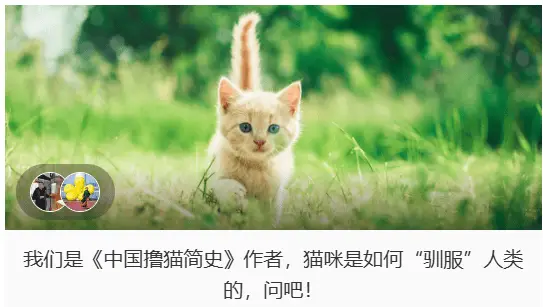 从捕鼠工具到宠物明星！猫咪是如何一步步驯服人类的？揭秘国人撸猫史  第1张