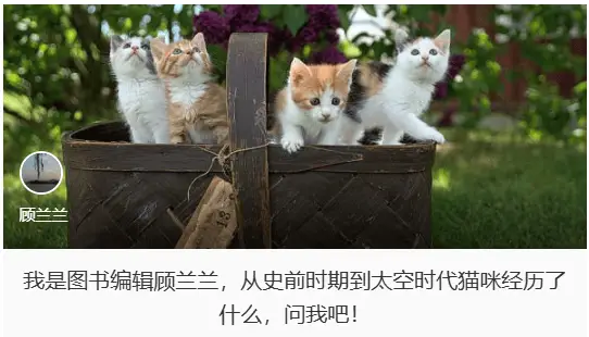 从捕鼠工具到宠物明星！猫咪是如何一步步驯服人类的？揭秘国人撸猫史  第2张