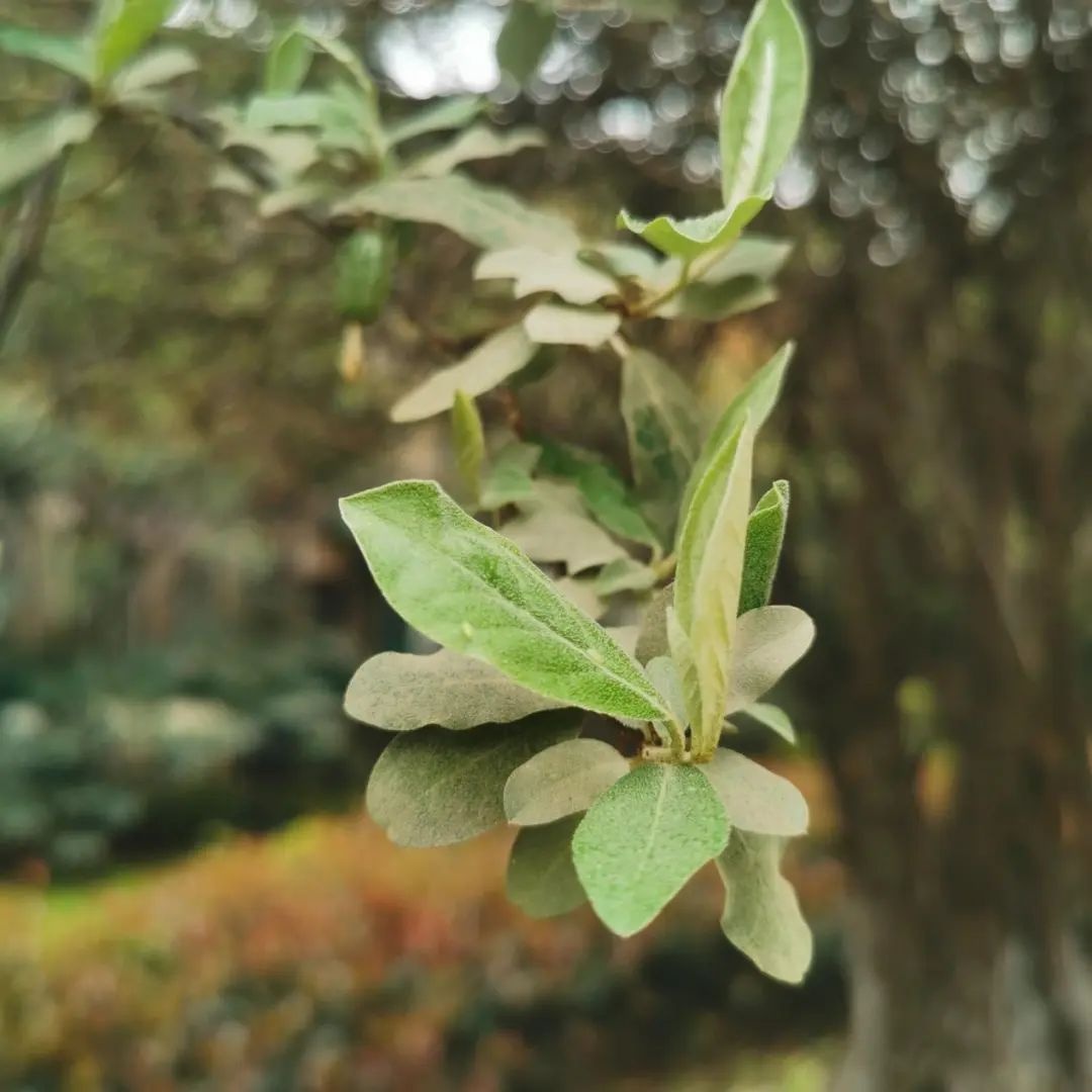 上海佘山竟藏有五六千万年的植物宝藏！你知道这些特色植物吗？  第2张