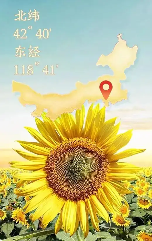 8000亩阳光下的心意：季晓辉如何用瓜子传递爱与温暖？  第1张