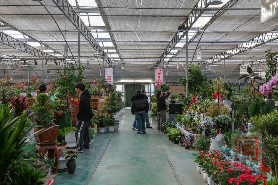 新年到，花卉俏！东城街花卉市场为何成为市民迎春首选？  第1张