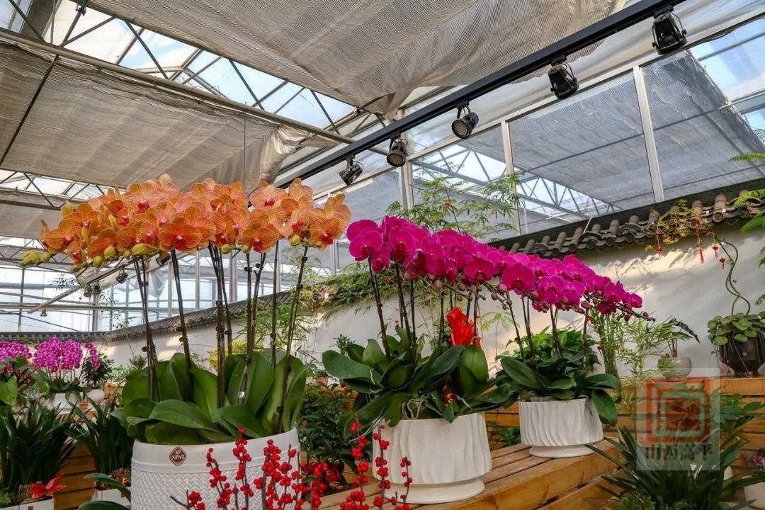 新年到，花卉俏！东城街花卉市场为何成为市民迎春首选？  第2张