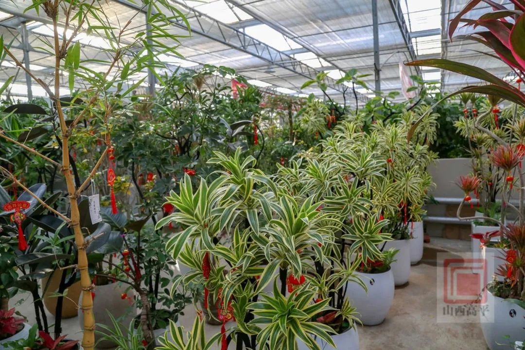 新年到，花卉俏！东城街花卉市场为何成为市民迎春首选？  第10张