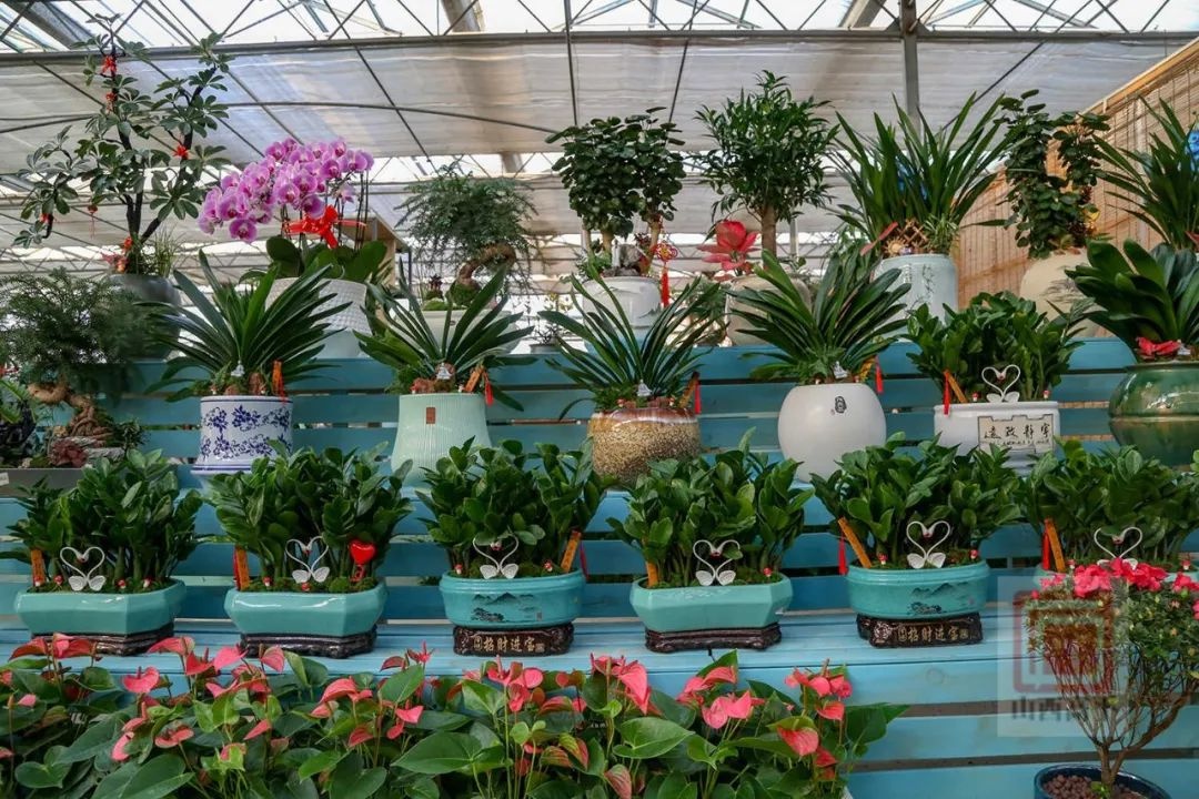 新年到，花卉俏！东城街花卉市场为何成为市民迎春首选？  第3张