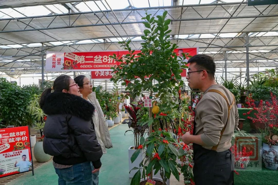 新年到，花卉俏！东城街花卉市场为何成为市民迎春首选？  第4张