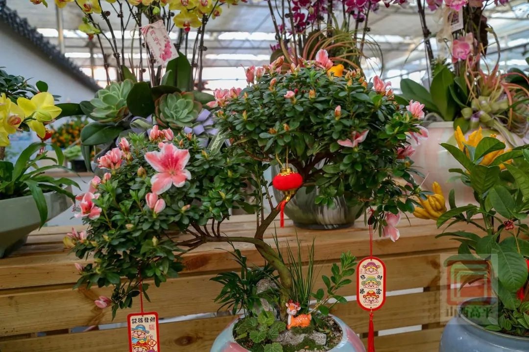 新年到，花卉俏！东城街花卉市场为何成为市民迎春首选？  第5张