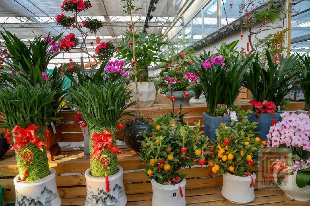 新年到，花卉俏！东城街花卉市场为何成为市民迎春首选？  第6张