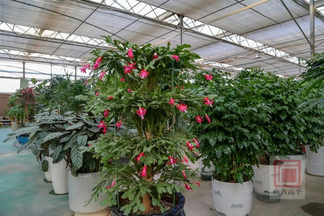 新年到，花卉俏！东城街花卉市场为何成为市民迎春首选？  第8张