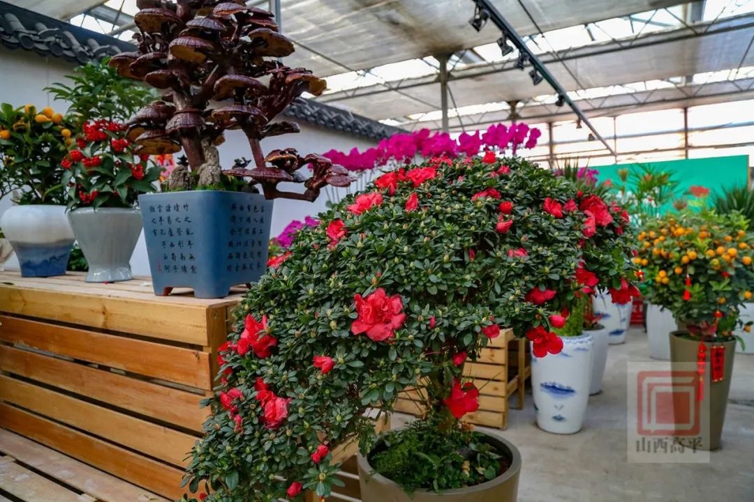 新年到，花卉俏！东城街花卉市场为何成为市民迎春首选？  第9张