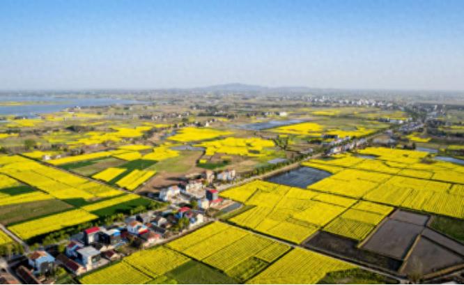 荆州乡村振兴新篇章：44.59亿投资如何改变107.39万亩土地？