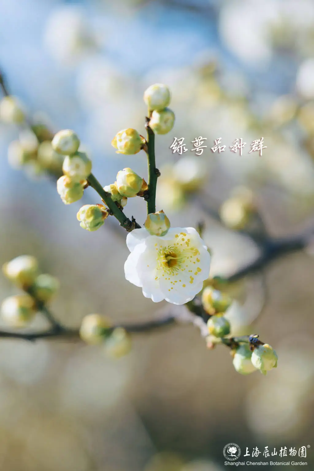 申城梅花盛放，哪里赏梅最美？周末最佳观赏期不容错过  第3张