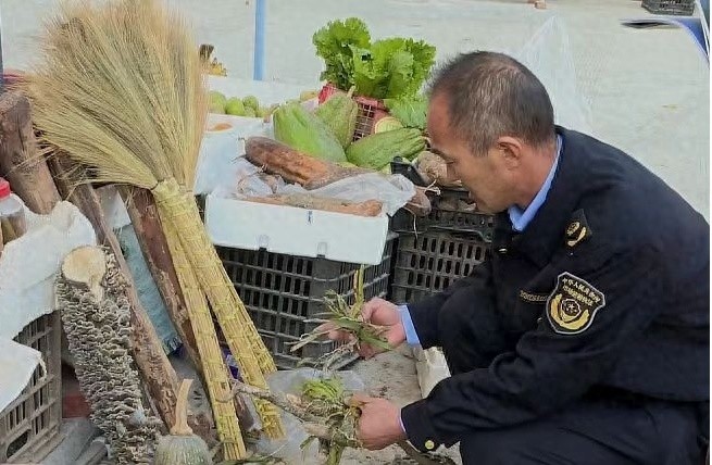 西双版纳严厉打击非法采集兰科植物！你知道这些珍稀植物有多重要吗？  第1张