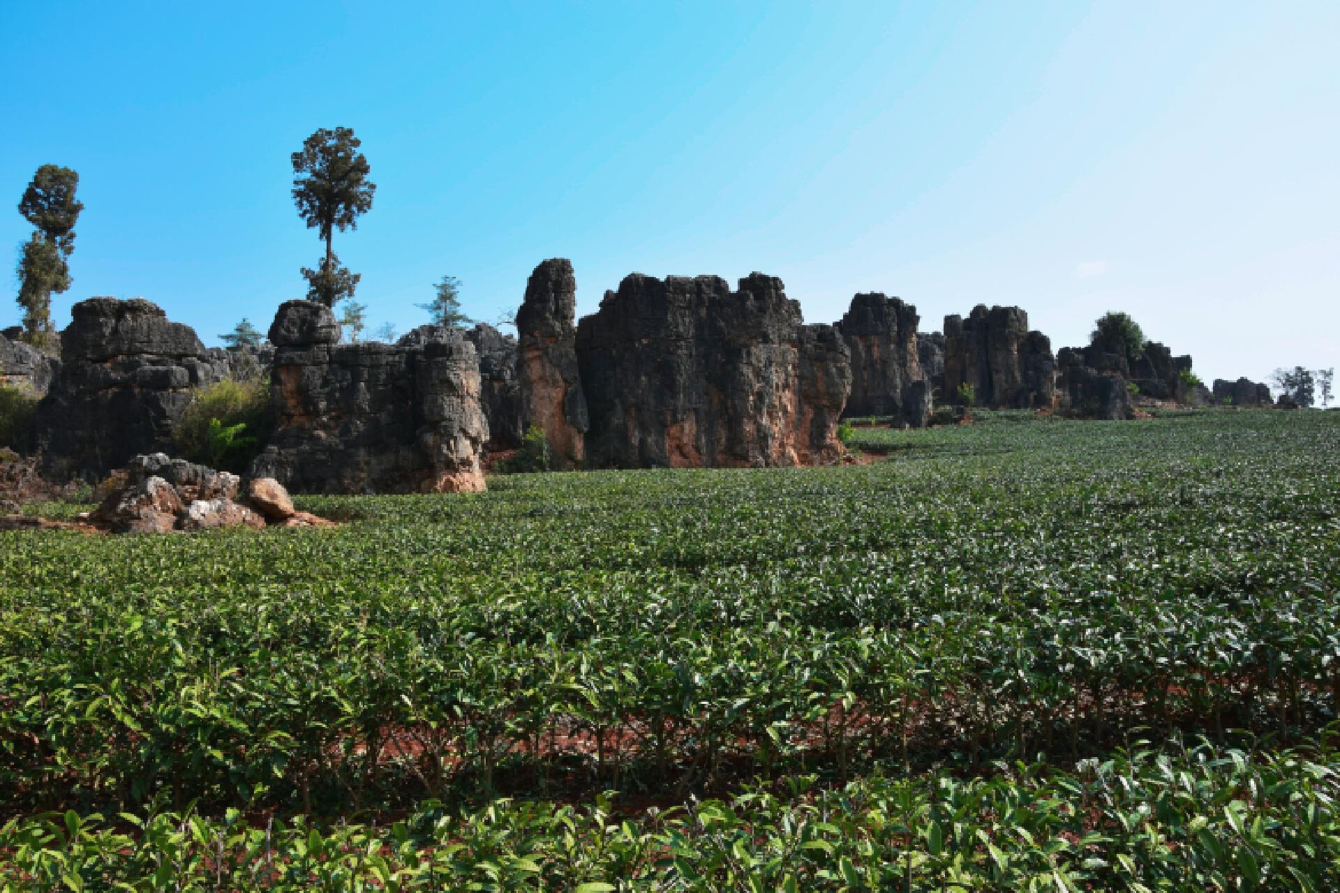 昆明茶产业如何实现全产业链升级？揭秘2024年惊人数据  第3张
