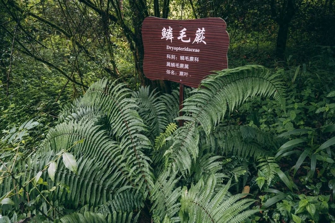 厌倦了城市喧嚣？来云南五道溪，开启你的小众徒步冒险之旅