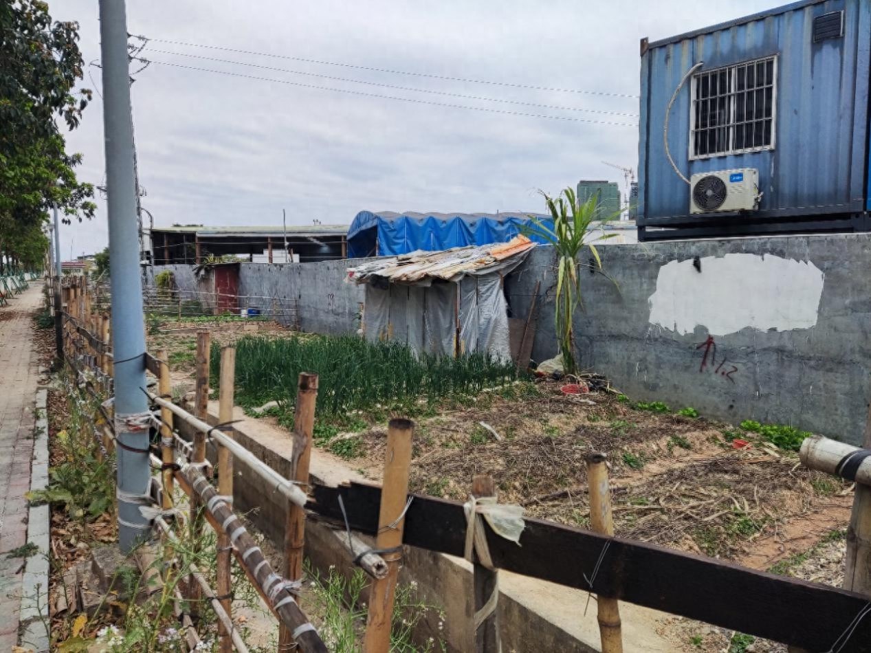 公路变农田？市交通运输局紧急整治违规种植行为  第1张